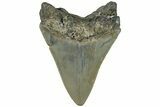 Fossil Megalodon Tooth - North Carolina #200666-1